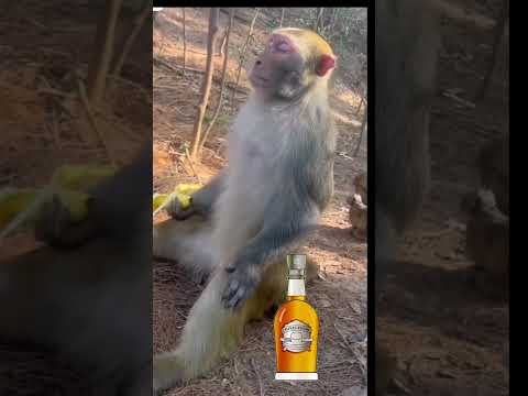 #calmdown #relaxing #relax #friday #alcohol #fun #cheers #pets #animals #monkey