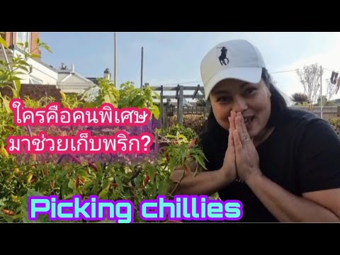ใครคือคนพิเศษมาช่วยเก็บพริก-ชี ใครคือคนพิเศษมาช่วยเก็บพริก-ชี