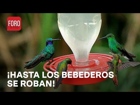 Roban bebedero para colibríes - Expreso de la Mañana