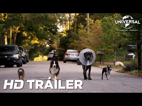 VIDA PERRA - Tráiler Oficial (Universal Studios) HD