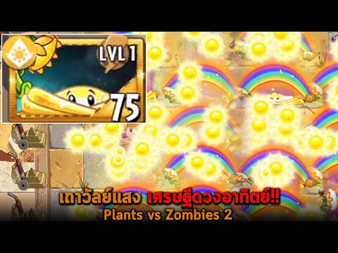 เถาวัลย์แสง-เศรษฐีดวงอาทิตย์-P เถาวัลย์แสง-เศรษฐีดวงอาทิตย์-P