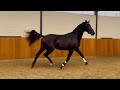 Dressage horse Talentvolle 2,5 jarige hengst van Imposantos