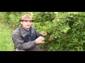 Ежевика: Primo Cane Blackberries Video