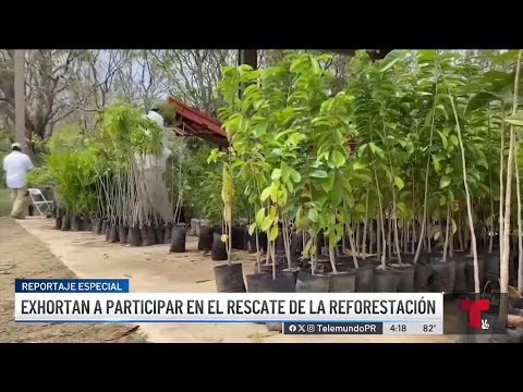Exhortan a participar en el rescate de la reforestación de Puerto Rico