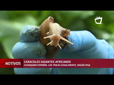 Un ciudadano español trajo ilegalmente los caracoles gigantes a Nicaragua, según IPSA