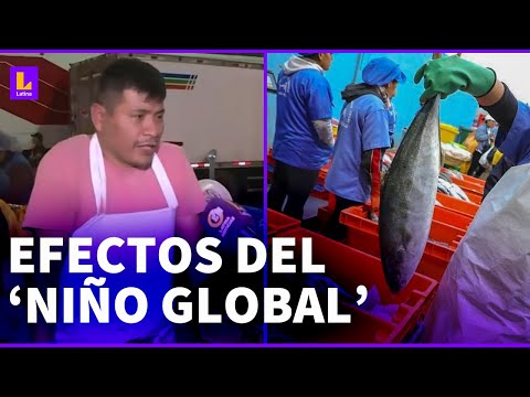 'Niño Global' en Perú: ¿Qué especies marinas van a desaparecer?