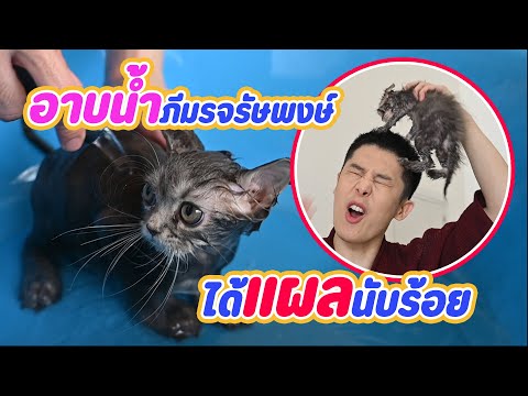 อาบน้ำแมวครั้งแรก-วุ่ยวายขนาดไ อาบน้ำแมวครั้งแรก-วุ่ยวายขนาดไ