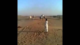 فيديو طريف لواحد وده يركب جمل ولكن!
