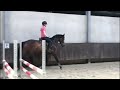 Show jumping horse Talentvolle merrie te koop!