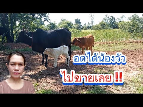 อดได้น้องวัว..ไปขายเลย(รกวัว)