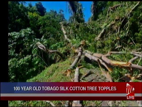 Famous Silk Cotton Tree In Golden Lane Falls