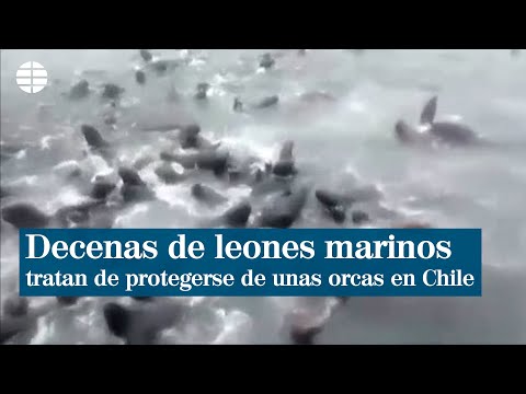 Decenas de leones marinos tratan de protegerse de unas orcas en Chile