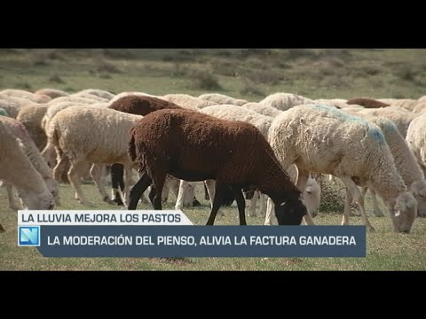 El Campo | La moderación del pienso alivia la factura ganadera | 17/01/24