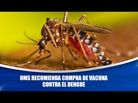 OMS recomienda compra de vacuna contra el dengue