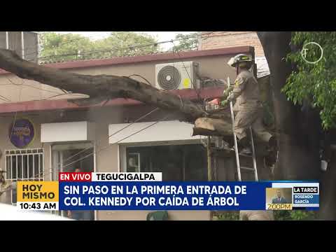 Sin paso en la primera entrada de colonia Kennedy por caída de árbol