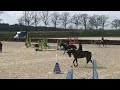 Show jumping horse brave 4 jarige ruin