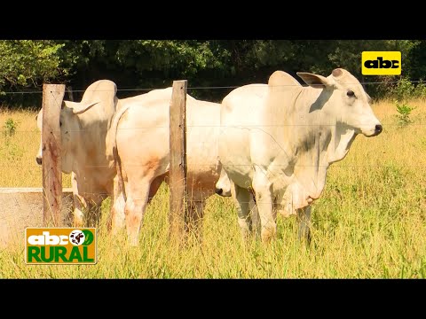 Abc Rural: Acortar fase de recría en vacas para un servicio anticipado