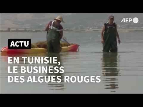 La Tunisie pionnière de la culture des algues marines | AFP