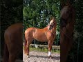 Dressage horse Olilly van de Puttehof