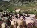 Козоводство: Колокольчики коз