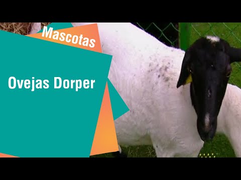 Las hermosas ovejas Dorper | Mascotas