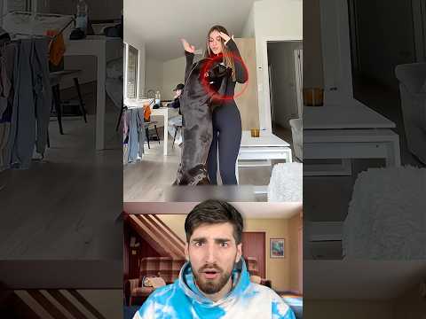 Tu ai animale de companie?! 😳😼