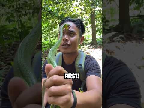 How To Survive A Snake Bite! 😱🐍