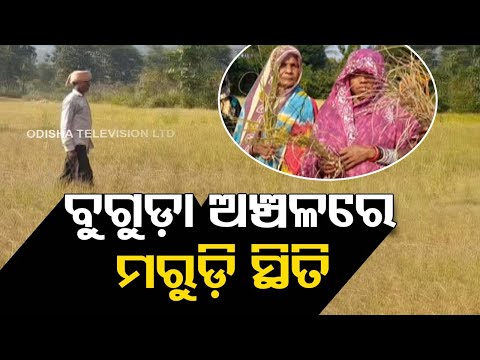 Farmers in Ganjam's in Stress as Paddy Crops Destroyed due to Drought Like Situation