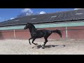 Dressuurpaard Mooie 2 jarige zwartbles merrie!