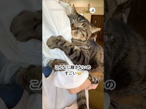 癒しの猫しがみつき動画｜PECOのかわいい瞬間をご紹介 サムネイル
