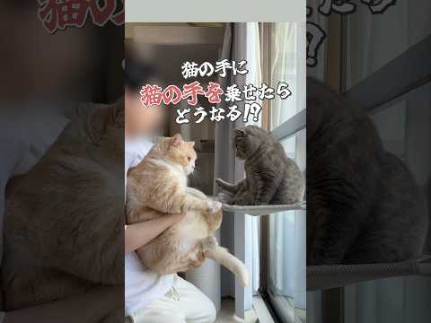 猫の手に猫の手を乗せたらどうなる？ #猫 #cat #猫好きさんと繋がりたい #猫動画 #かわいい猫 #猫のいる暮らし #にゃんこ #ネコ #ねこ #猫のいる生活