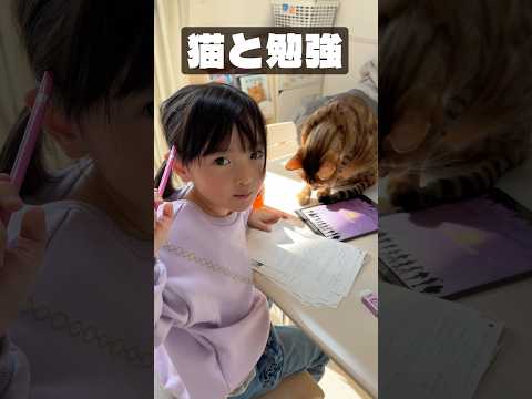 猫に見守られながら勉強を頑張る6歳 #shorts #ねこのいる生活 #猫のいる暮らし