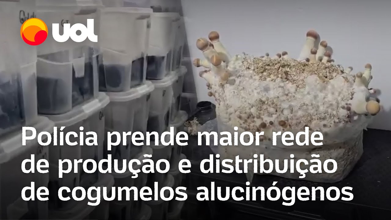 Polícia prende organização criminosa que produzia e vendia ‘cogumelos mágicos’; veja vídeo