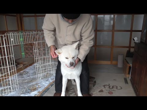 【秋田犬ゆうき】今年も頑張って七カ月分のダニフィラリア薬を飲み終えることが出来ました【akita dog】