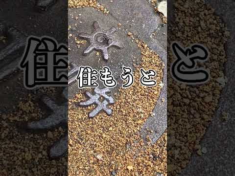 家の下水道栓から大量のアリが湧き出てきてんだけど！？！？！？！？