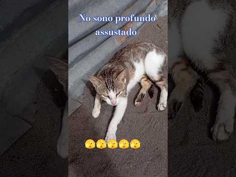 #cate assustado