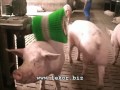 Свиноводство: Кормление супоросных свиноматок от фирмы SCHAUER (Шауэр) Австрия