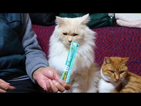 猫の動画サムネイル - もふちゅーる　250429