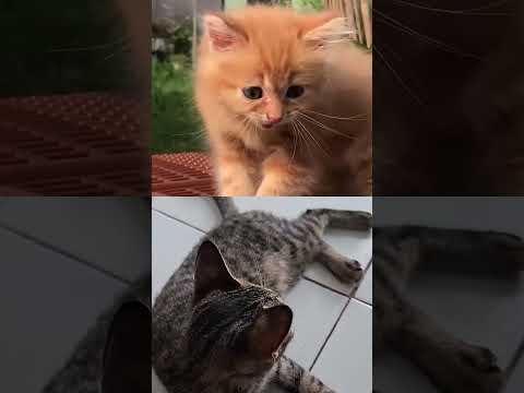kucing lucu #kucing #kucingoren #kucinglucu