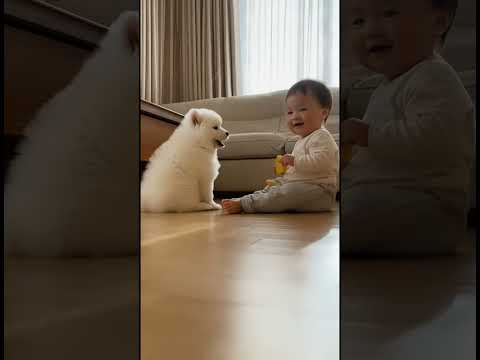 아기와 사모예드