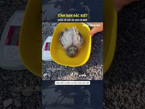 Tình bạn đặc biệt, giữa cậu bé và chú cú nhỏ#shorts