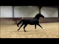 Dressage horse Goed bewegende 3 jarige te koop