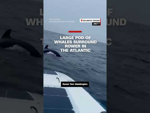 Large pod of whales surround rower in the Atlantic