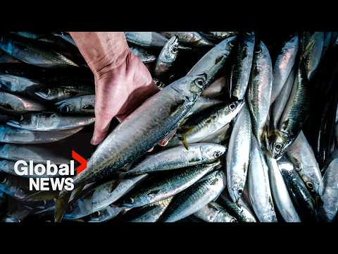 カナダ、発表からわずか1日で米国産魚介類への対抗関税を撤回