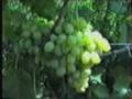 Виноградарство: Жизнь винограда