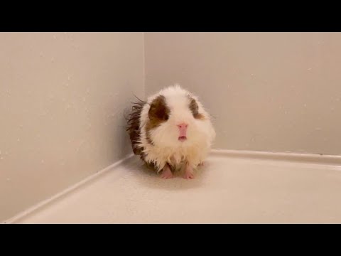 洗われたモルモット