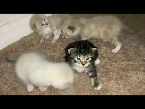 2 Week Old Ragdoll Kittens Playing They are the cutest kittens