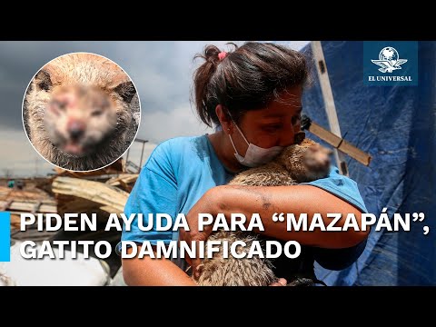 Piden apoyo para mascotas afectadas por incendio en Ciudad Lago, Nezahualco?yotl