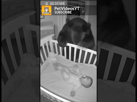 BEAR Breaks Into Nursery Room! “SHOCKING” Baby Cam 😭😱