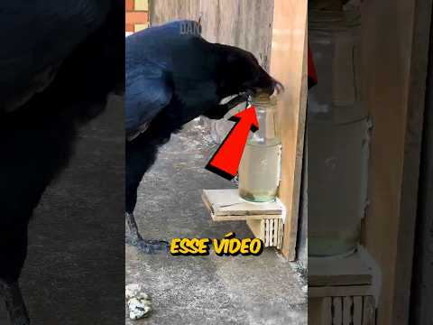 Corvo MOSTRA Porque É A AVE Mais INTELIGENTE Do MUNDO (créditos: 乌鸦队长 no Douyin)